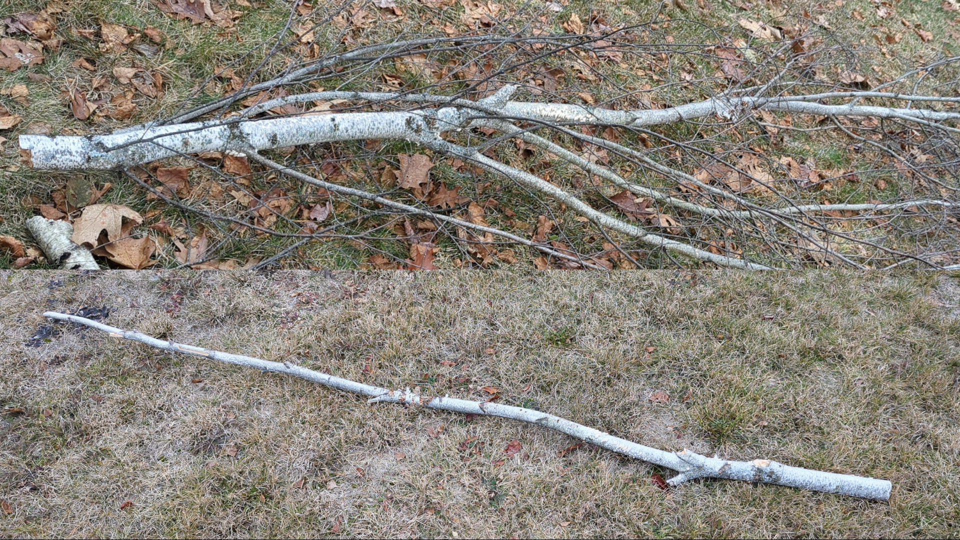 Top: a birch branch that fell out of a tree due to high winds; Bottom: the same branch with its smaller branches removed, leaving the central log