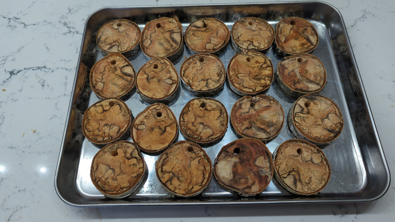 Several birch pucks arranged on a baking sheet in preparation for drying in the oven