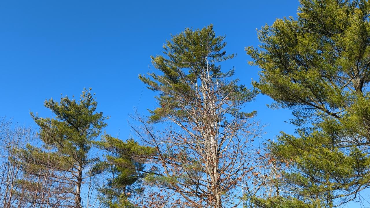 Tall pine trees standing proudly against a clear blue sky