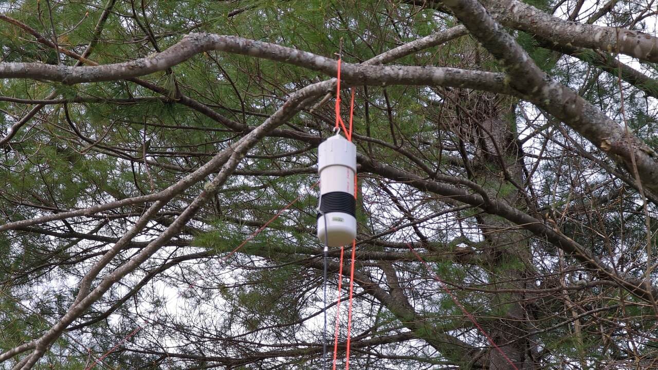 Feed point hanging from an orange rope looped around a tree branch