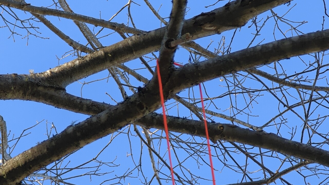 Orange rope hanging off a tree branch