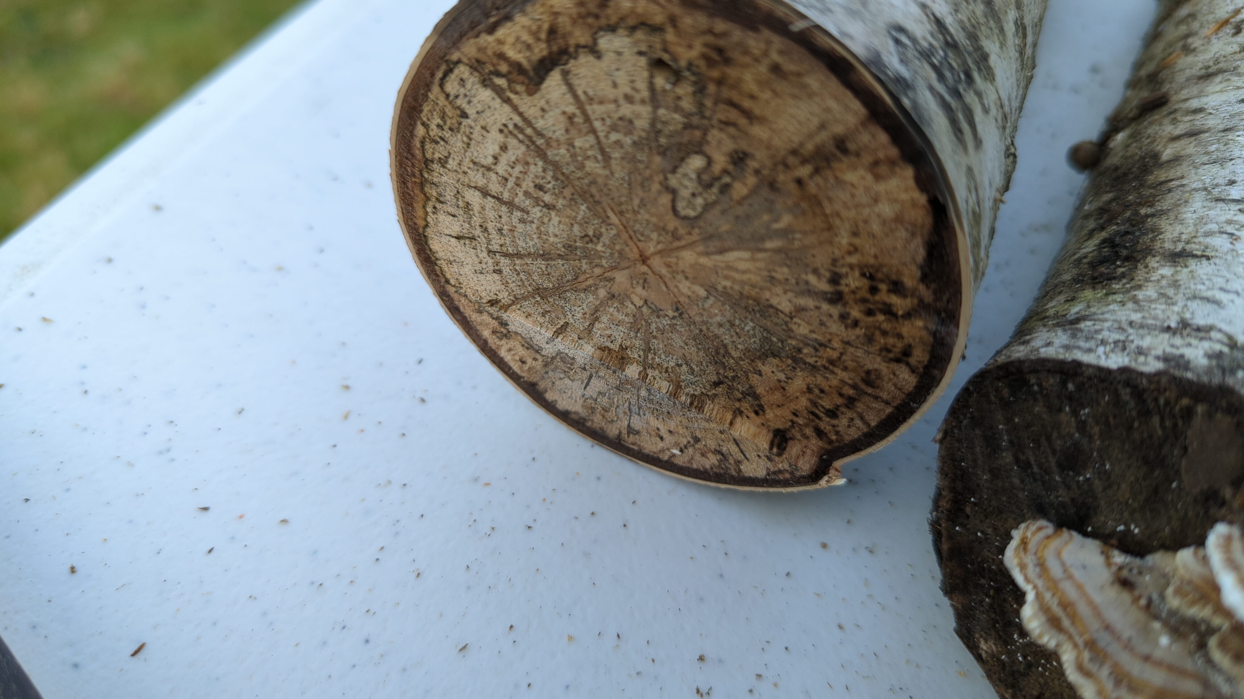 A birch log after an attempted two-pass cut. The face of the log is not flat because I didn’t line up the blade properly on the second pass.
