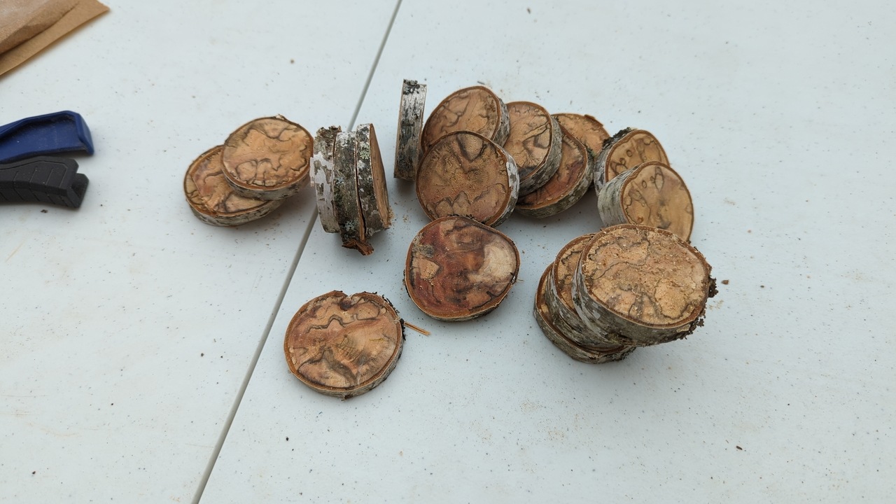A pile of freshly-cut birch pucks