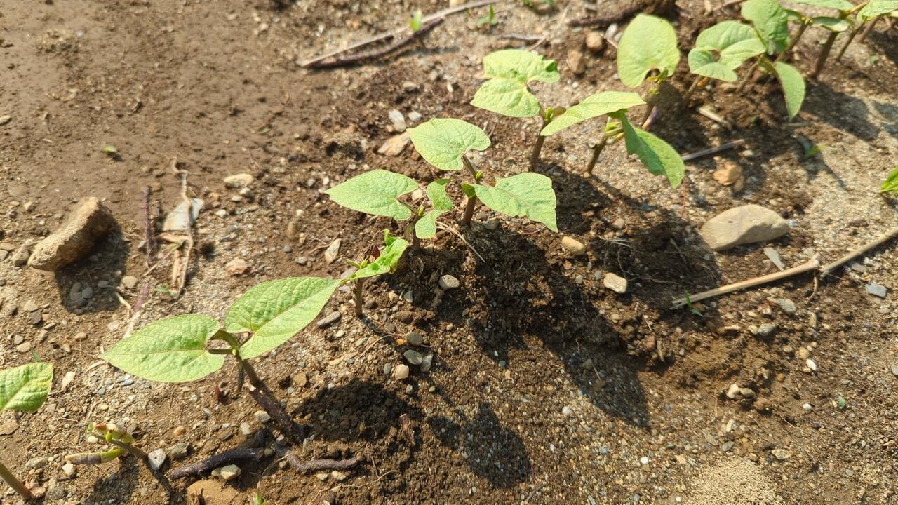 Several small bean plants growing in the sun